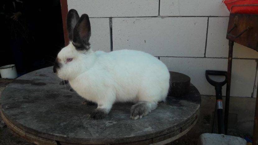  - d californieni 2019