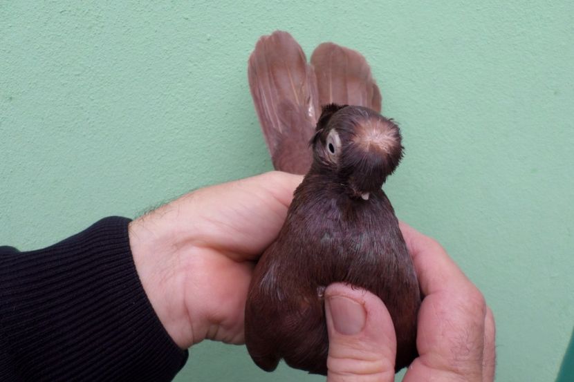 SAM_1634 - Jucatori Dublu-Mot de Calarasi 2019