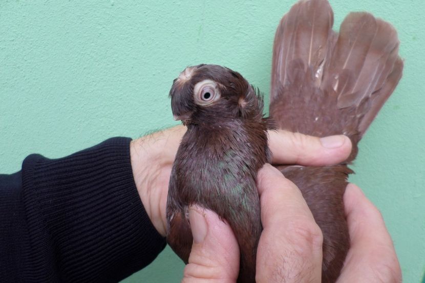 SAM_1636 - Jucatori Dublu-Mot de Calarasi 2019