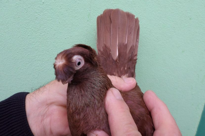 SAM_1637 - Jucatori Dublu-Mot de Calarasi 2019