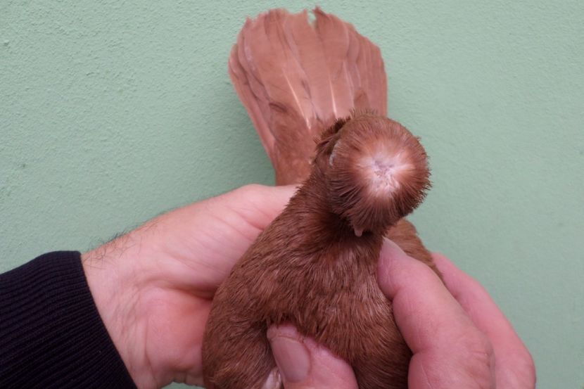 SAM_1641 - Jucatori Dublu-Mot de Calarasi 2019