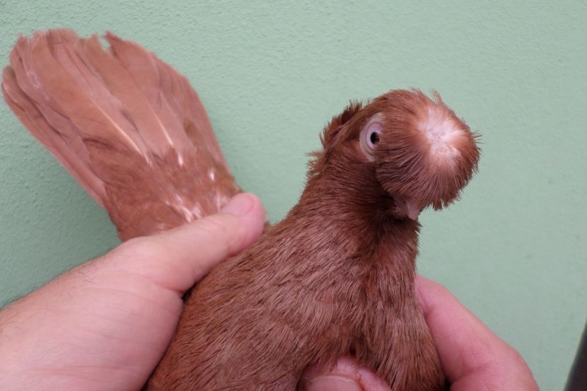 SAM_1642 - Jucatori Dublu-Mot de Calarasi 2019