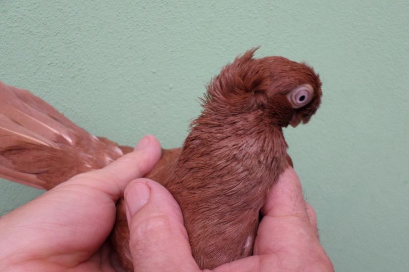 SAM_1643 - Jucatori Dublu-Mot de Calarasi 2019