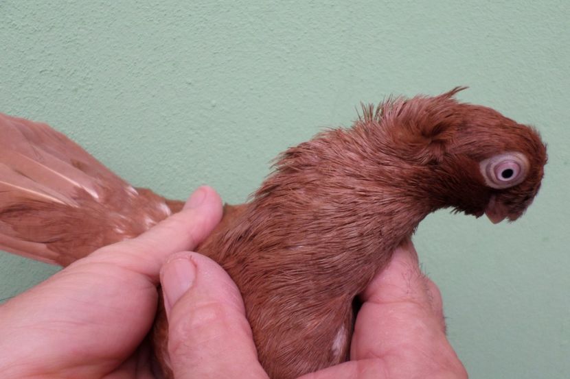 SAM_1644 - Jucatori Dublu-Mot de Calarasi 2019