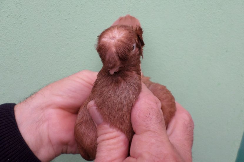 SAM_1649 - Jucatori Dublu-Mot de Calarasi 2019