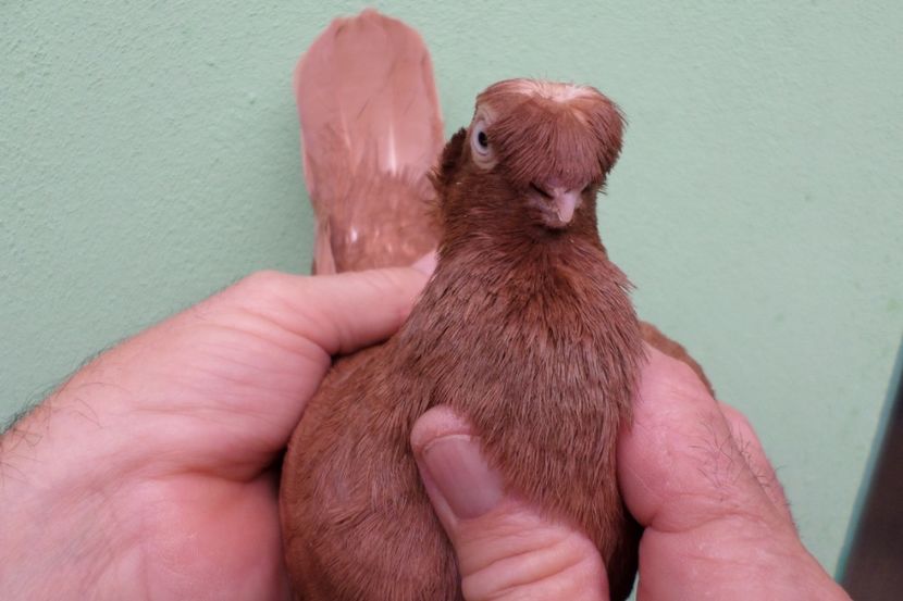 SAM_1650 - Jucatori Dublu-Mot de Calarasi 2019