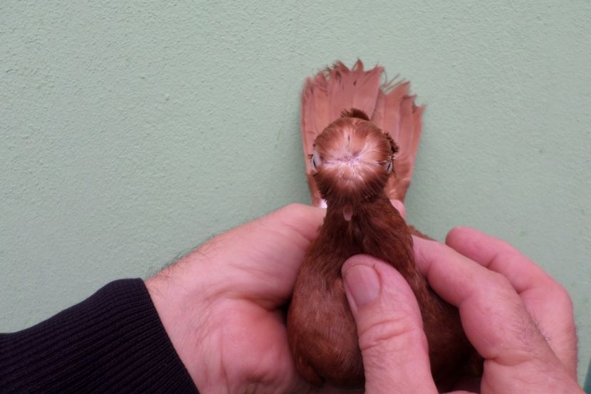 SAM_1651 - Jucatori Dublu-Mot de Calarasi 2019