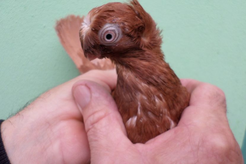 SAM_1653 - Jucatori Dublu-Mot de Calarasi 2019