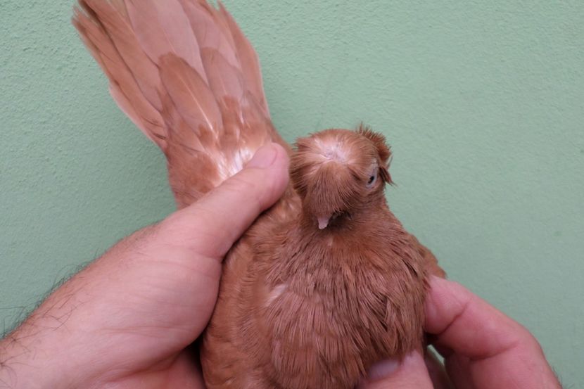 SAM_1656 - Jucatori Dublu-Mot de Calarasi 2019