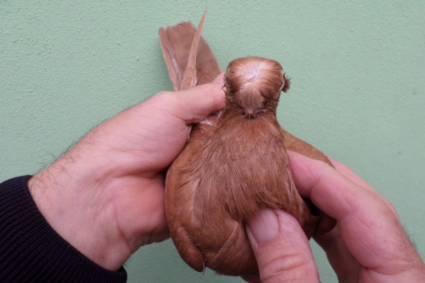 SAM_1764 - Jucatori Dublu-Mot de Calarasi 2019