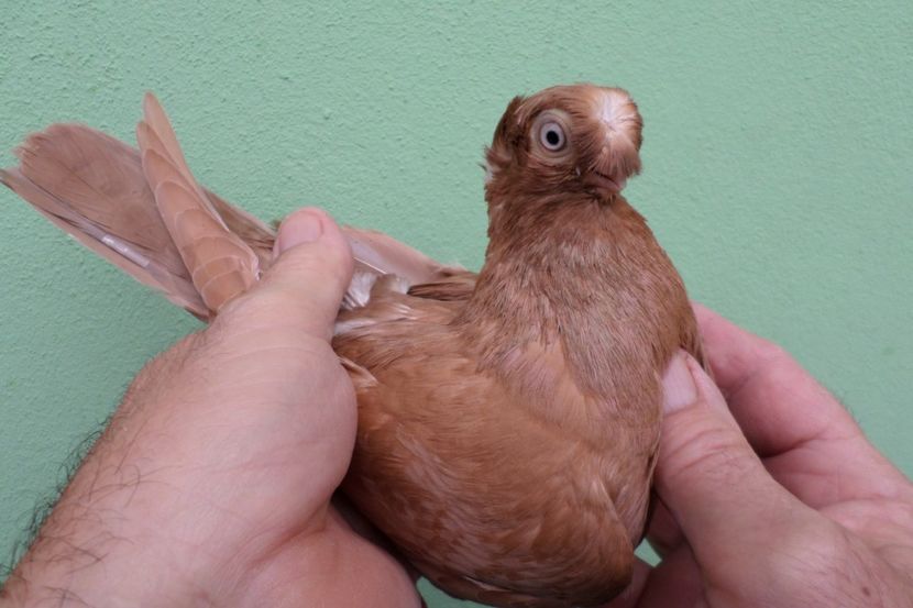 SAM_1767 - Jucatori Dublu-Mot de Calarasi 2019