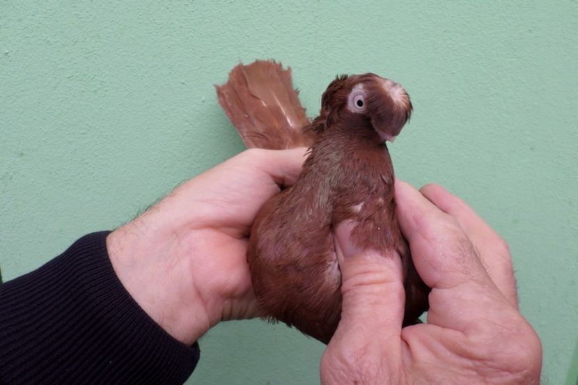 SAM_1768 - Jucatori Dublu-Mot de Calarasi 2019