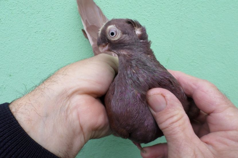 SAM_1773 - Jucatori Dublu-Mot de Calarasi 2019