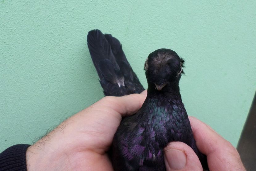 SAM_1667 - Jucatori de balti- 2019