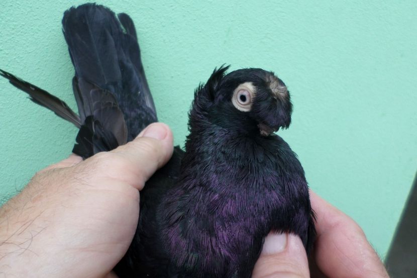 SAM_1670 - Jucatori de balti- 2019