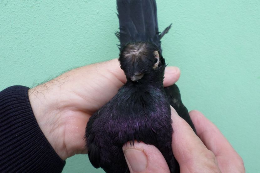 SAM_1672 - Jucatori de balti- 2019