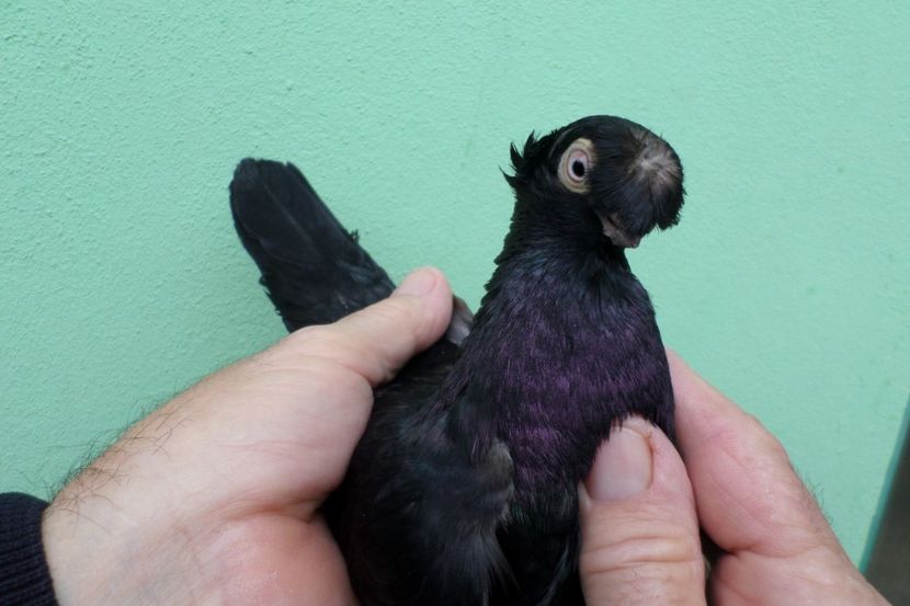 SAM_1673 - Jucatori de balti- 2019