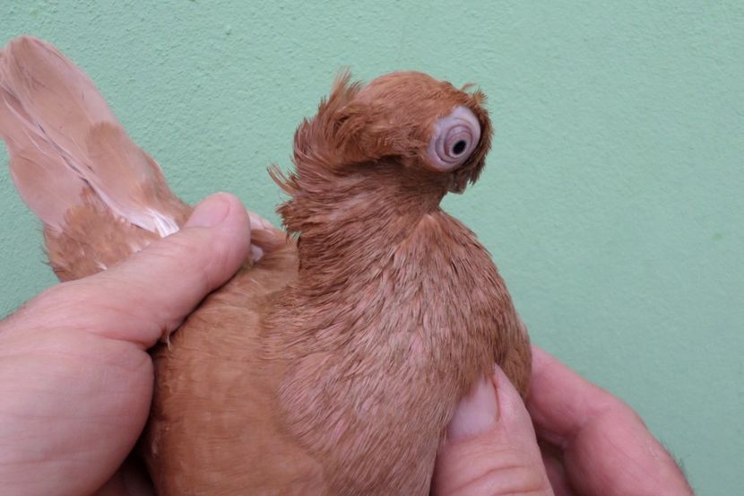 SAM_1677 - Jucatori de balti- 2019