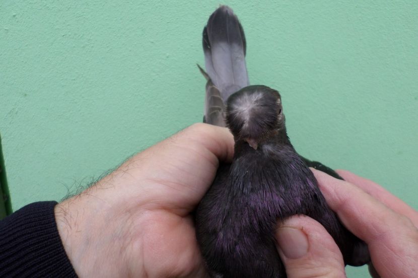 SAM_1678 - Jucatori de balti- 2019