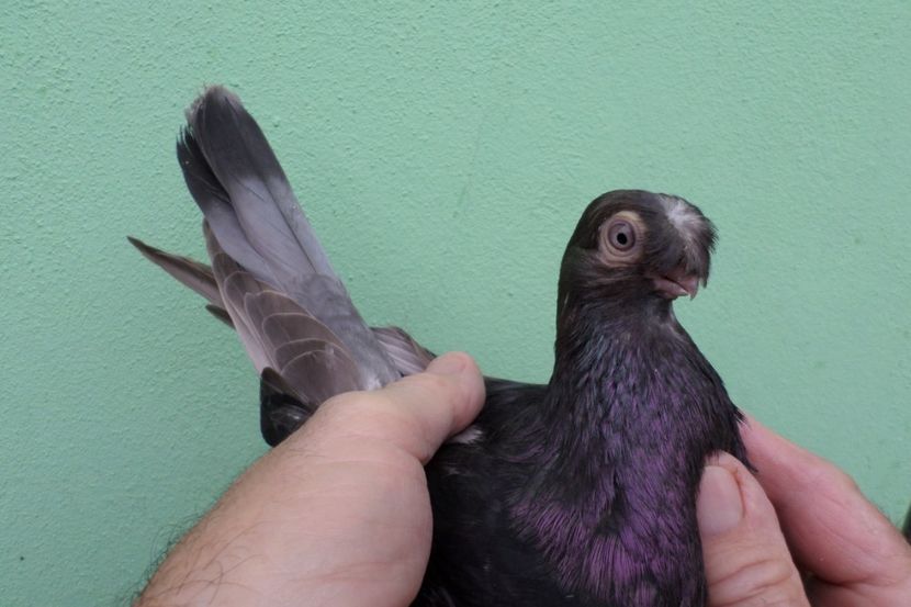 SAM_1679 - Jucatori de balti- 2019