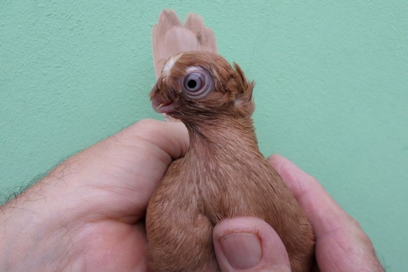 SAM_1681 - Jucatori de balti- 2019