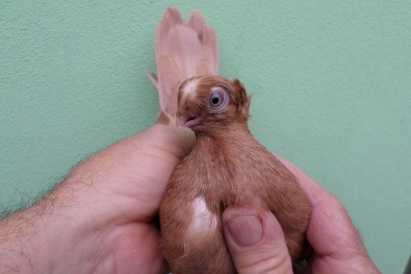 SAM_1682 - Jucatori de balti- 2019