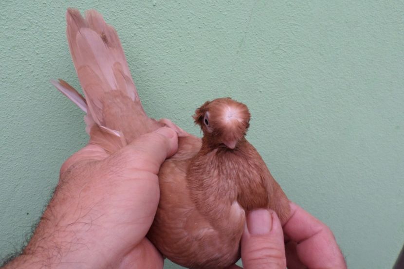 SAM_1683 - Jucatori de balti- 2019