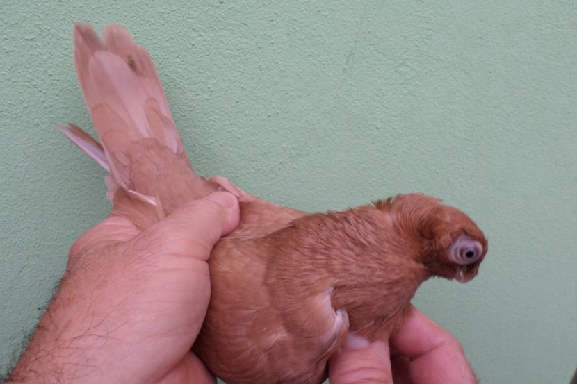 SAM_1684 - Jucatori de balti- 2019