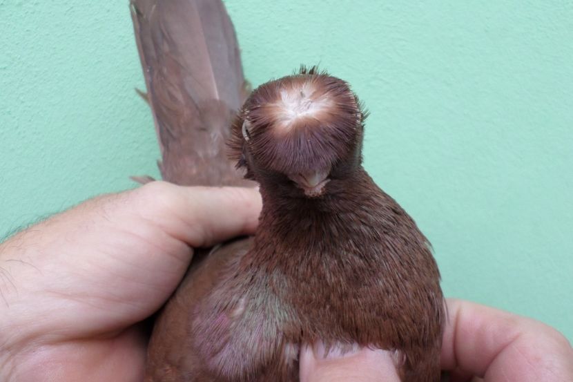 SAM_1685 - Jucatori de balti- 2019