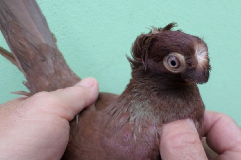 SAM_1687 - Jucatori de balti- 2019