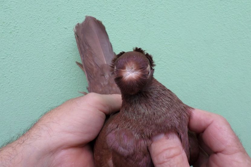 SAM_1688 - Jucatori de balti- 2019