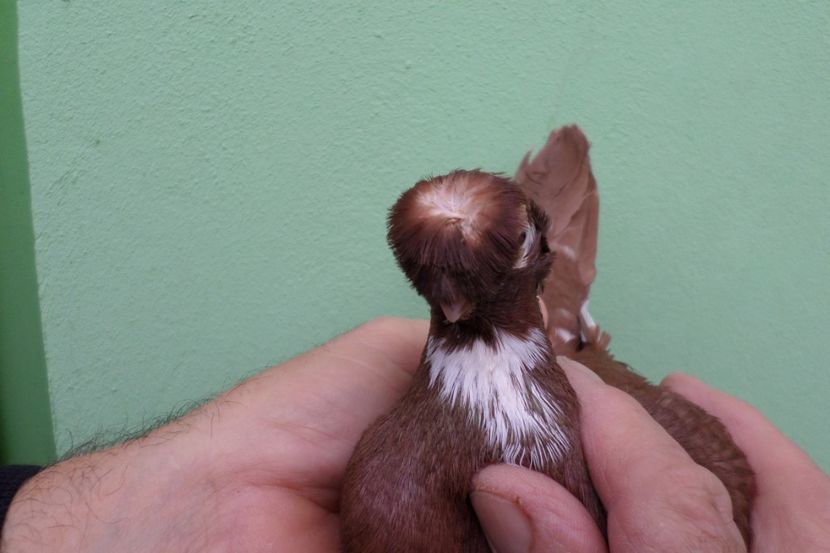 SAM_1689 - Jucatori de balti- 2019