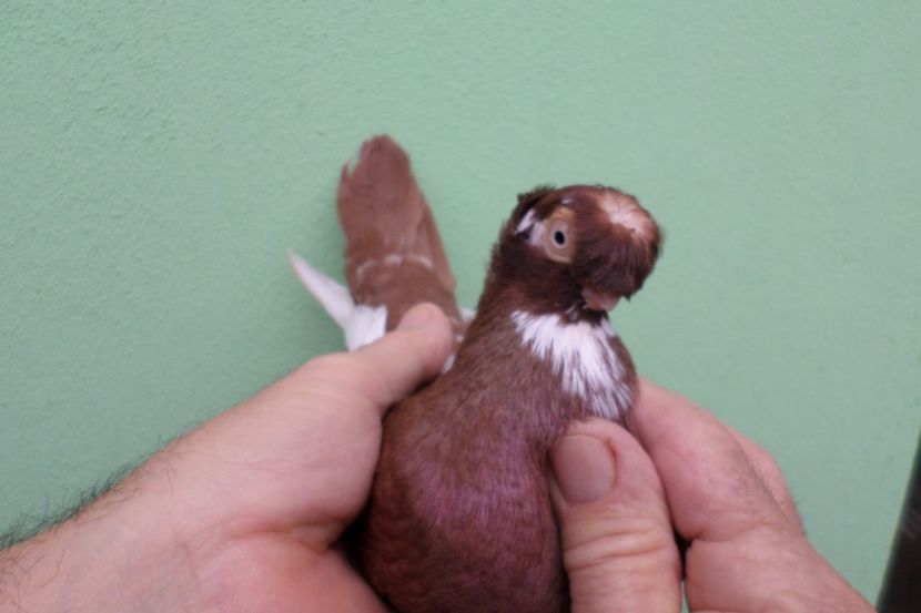 SAM_1691 - Jucatori de balti- 2019