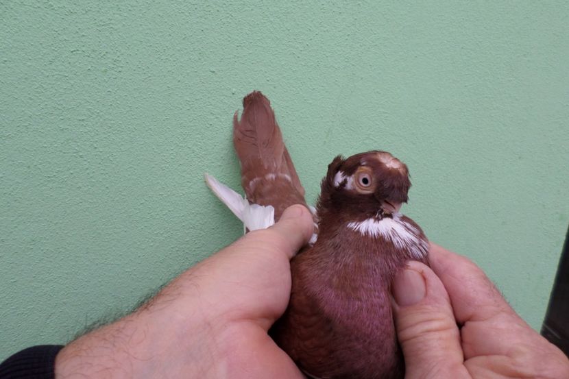 SAM_1692 - Jucatori de balti- 2019