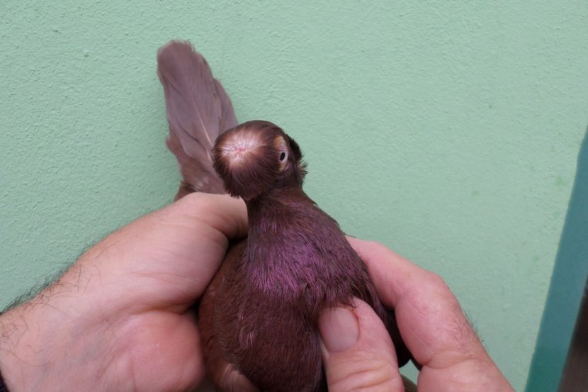 SAM_1693 - Jucatori de balti- 2019