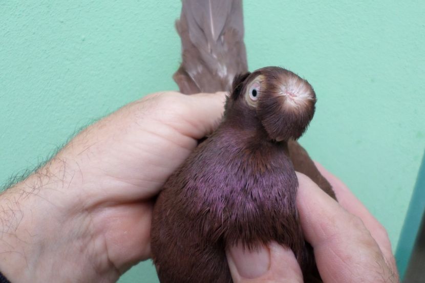 SAM_1695 - Jucatori de balti- 2019