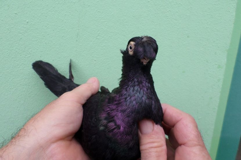 SAM_1697 - Jucatori de balti- 2019