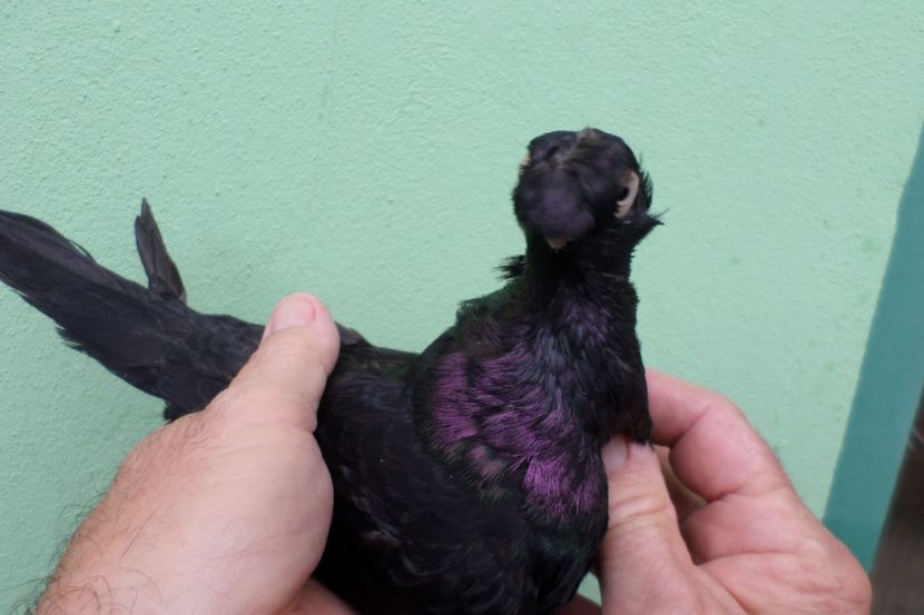 SAM_1698 - Jucatori de balti- 2019