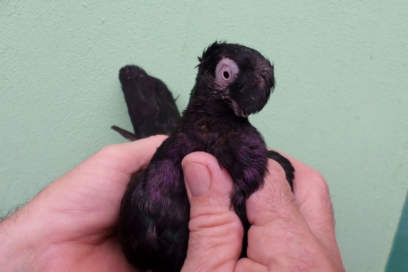 SAM_1700 - Jucatori de balti- 2019