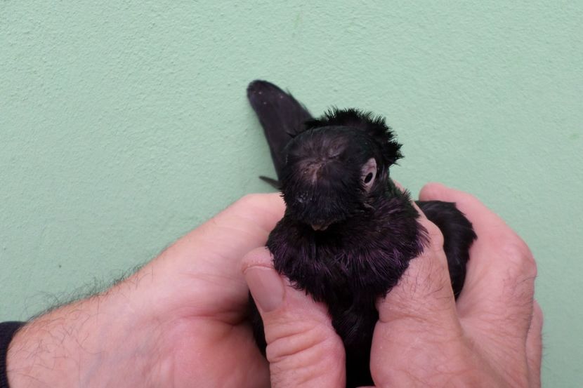 SAM_1701 - Jucatori de balti- 2019