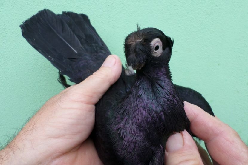 SAM_1702 - Jucatori de balti- 2019