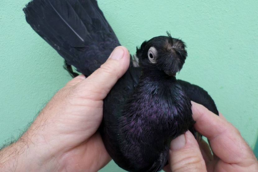 SAM_1703 - Jucatori de balti- 2019