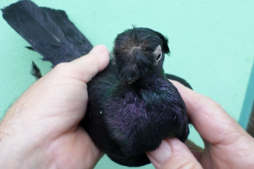 SAM_1706 - Jucatori de balti- 2019