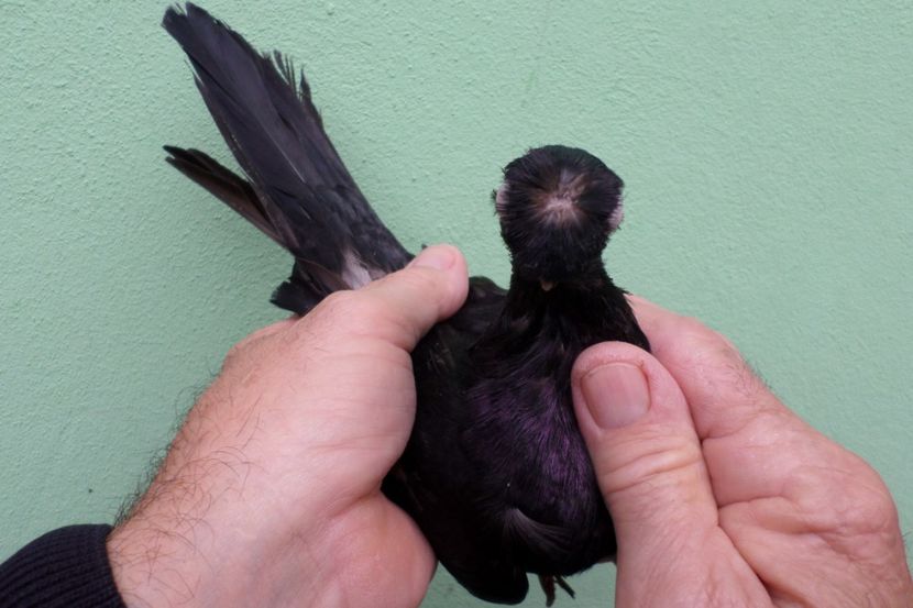 SAM_1708 - Jucatori de balti- 2019