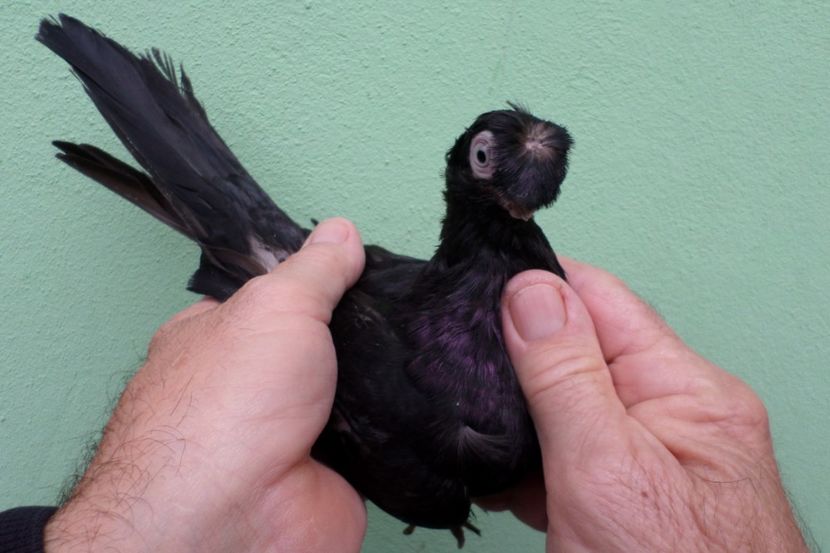 SAM_1709 - Jucatori de balti- 2019