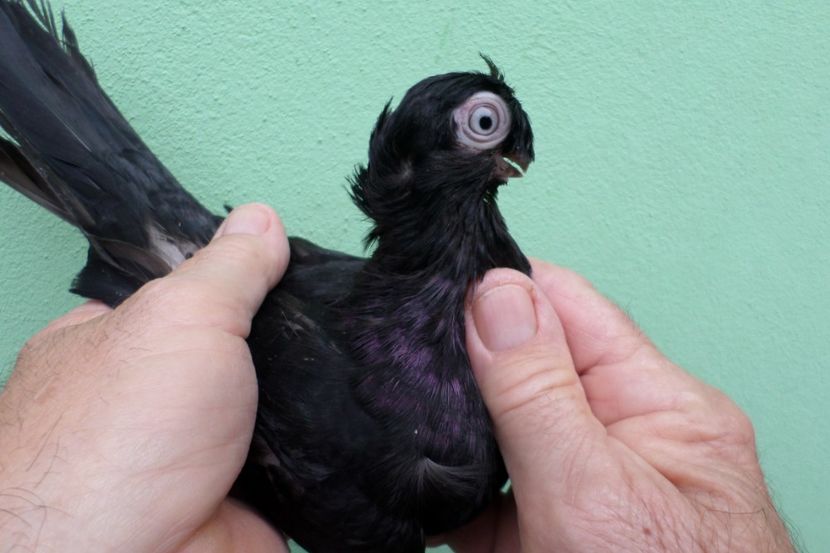 SAM_1710 - Jucatori de balti- 2019