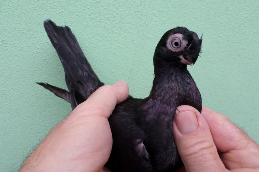 SAM_1711 - Jucatori de balti- 2019