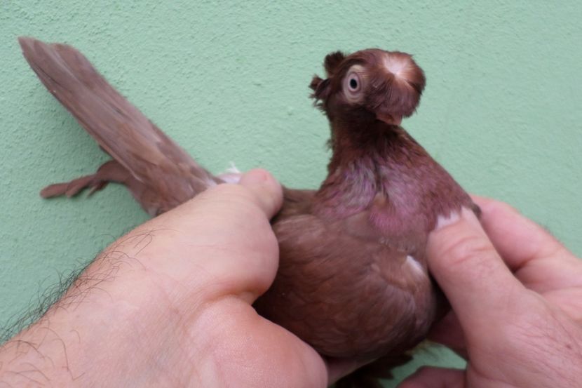 SAM_1737 - Jucatori de balti- 2019