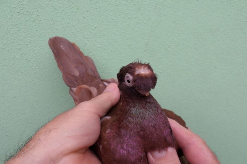 SAM_1739 - Jucatori de balti- 2019