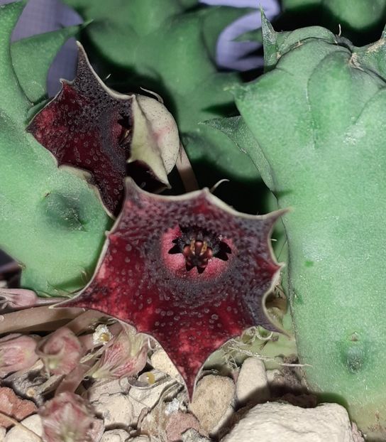  - Huernia